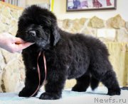 Превью фото № 201362