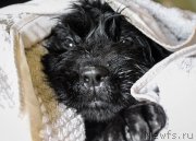 Превью фото № 201368