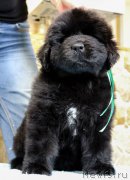 Превью фото № 201372