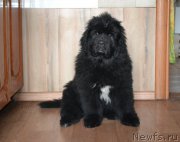 Превью фото № 201426