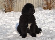 Превью фото № 201427