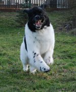 Превью фото № 201432