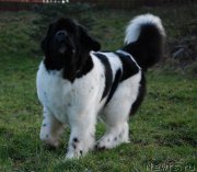 Превью фото № 201433