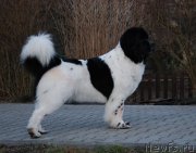 Превью фото № 201436