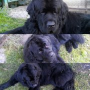 Превью фото № 201449