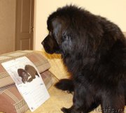 Превью фото № 201466