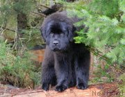 Превью фото № 201485