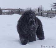 Превью фото № 201522