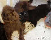 Превью фото № 201561