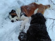 Превью фото № 201562