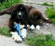 Превью фото № 201565