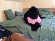 Превью фото № 201664