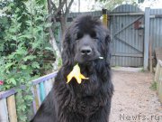 Превью фото № 201674