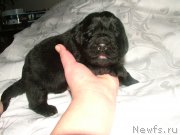 Превью фото № 201693