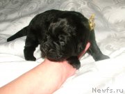 Превью фото № 201694