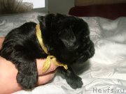 Превью фото № 201695