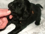 Превью фото № 201700