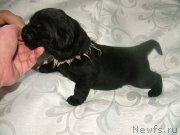 Превью фото № 201702