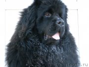 Превью фото № 201720