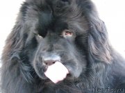 Превью фото № 201721