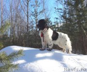 Превью фото № 201737