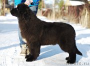 Превью фото № 201772