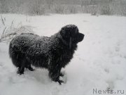 Превью фото № 201779