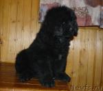 Превью фото № 20178