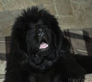 Превью фото № 201794