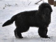 Превью фото № 201811