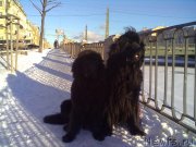 Превью фото № 201824