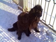 Превью фото № 201826