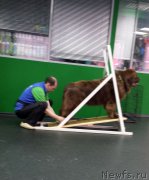 Превью фото № 201833