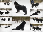 Превью фото № 201843