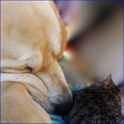 Превью фото № 201873