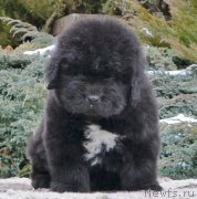 Превью фото № 201877