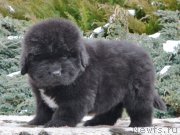 Превью фото № 201879