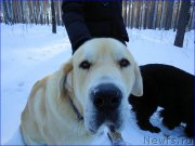 Превью фото № 201911