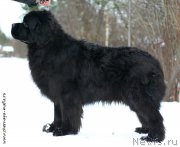 Превью фото № 202026