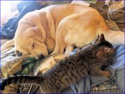 Превью фото № 202044