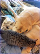 Превью фото № 202045