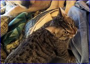 Превью фото № 202048