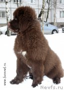 Превью фото № 202051