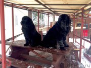 Превью фото № 202085