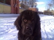 Превью фото № 202123