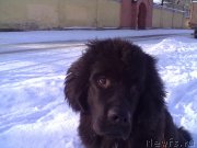 Превью фото № 202124