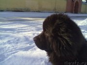 Превью фото № 202125