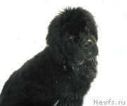 Превью фото № 202134