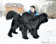 Превью фото № 202145