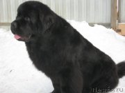 Превью фото № 202152